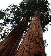USA - Sequoïa Parc National- Modesto