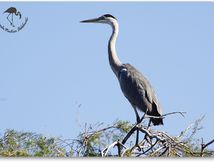 Héron cendré - Ardea cinerea