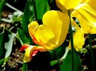 Carte de Metz pour la Saint-Valentin...