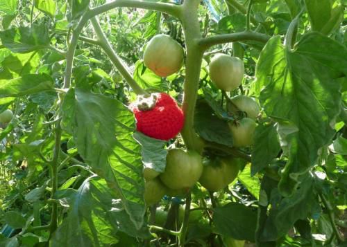La dînette gourmande : la tomate et l'abricot