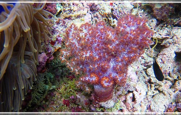 Alcyonaire épineux ou translucide, Prickly alcyonarian (Dendronephthya spp.) - Athuruga Reef - Atoll d'Ari - Maldives