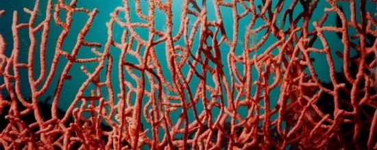 Corail