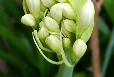 EB - Fleurs de mon jardin : agapanthes en boutons...