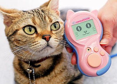 NOUVELLE TECHNOLOGIE POUR LE CHAT DE SOIZIG !!!