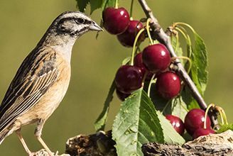 Histoire d’une chanson :  Le Temps des Cerises