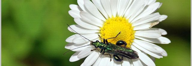 Oedemère Noble (1) - Oedemera nobilis / Mâle et Femelle