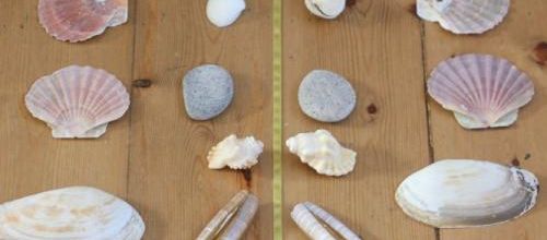 La symétrie avec des objets de la nature