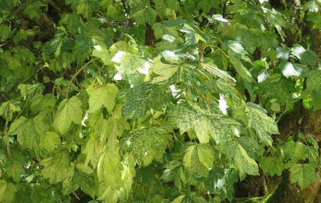 des feuilles en Juillet