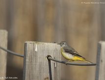 Bergeronnette des ruisseaux