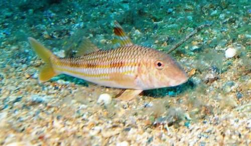 Poissons de Bretagne.