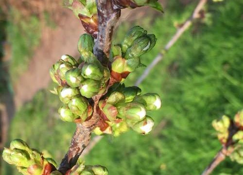 Un petit air de printemps