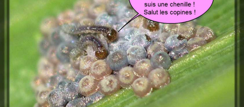 Eveil à la vie (2)