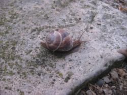 Comme les escargots
