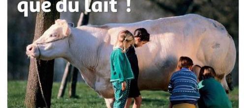 le lait  la vache 