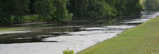 Rambouillet : Les lentilles d'eau 