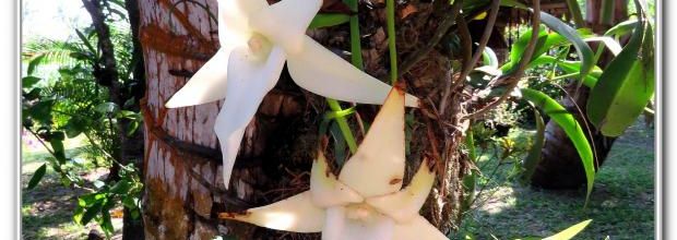 LES  ORCHIDEES  BLANCHE SAUVAGE 