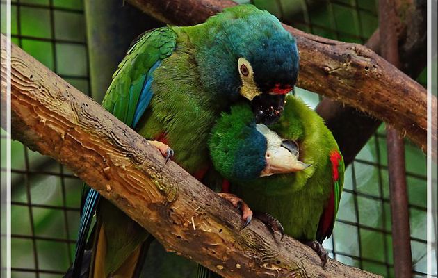 Ara d'Illiger, Blue-winged Macaw (Primolius maracana) avec, à droite, un Ara noble, Red-shouldered Macaw (Diopsittaca nobilis) - Parque das Aves - Foz do Iguaçu - Brésil