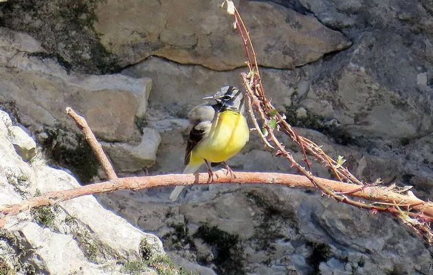 des oiseaux si beaux