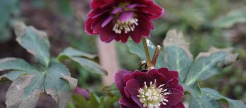 Les rois du jardin 4 