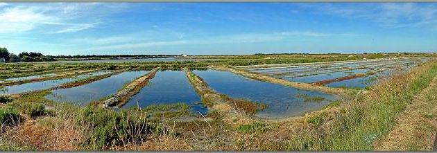 Image panoramique de marais au Martray - Ars-en-Ré - Ile de Ré - 17