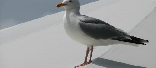 Groix