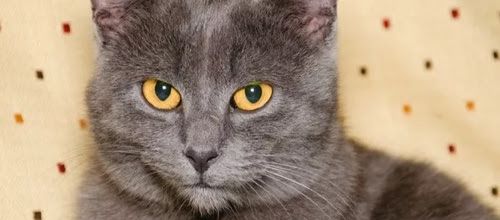 La forme du visage des chats