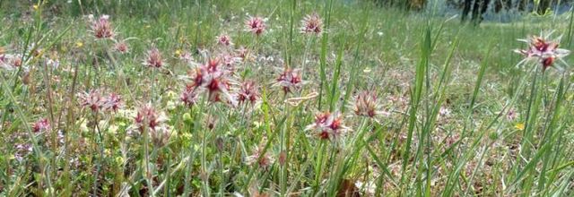  Trifolium stellatum  -  trèfle étoilé