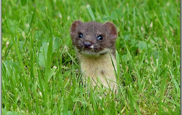 Ce soir, j'ai revu la belette (Mustela nivalis) sortant toujours sa petite frimousse d'un trou de campagnol - Lartigau - Milhas - 31