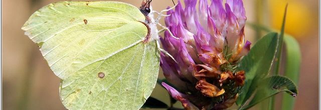 Citron (2) - Gonepteryx rhamni
