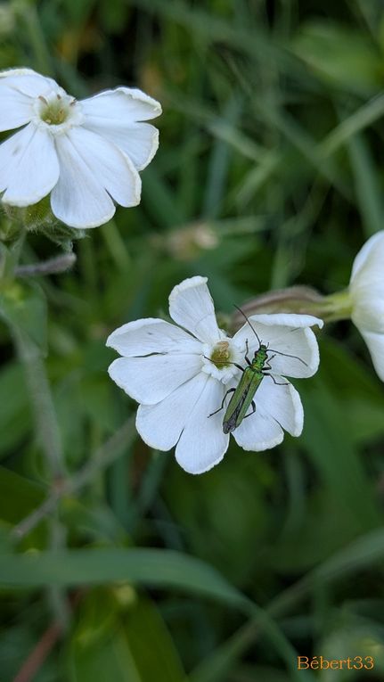 Suite des jolies fleurs de mon jardin -2