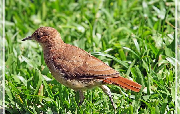 Fournier roux, Rufous Hornero (Furnarius rufus) - Place de Mai - Buenos Aires - Argentine
