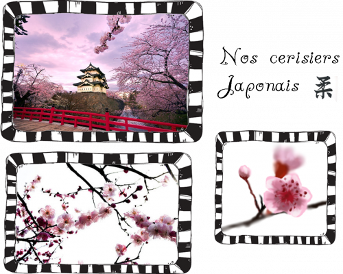 Cerisiers japonais