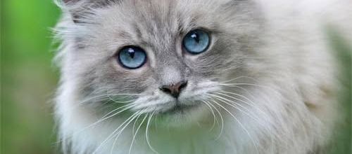 Conquérir l'amitié d'un chat