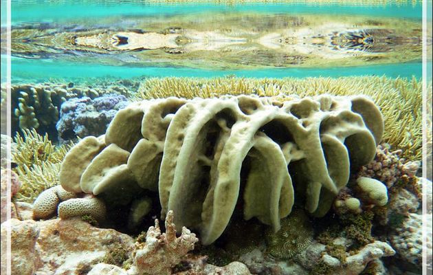 Drapé corallien - Atoll de Fakarava - Tuamotu - Polynésie française