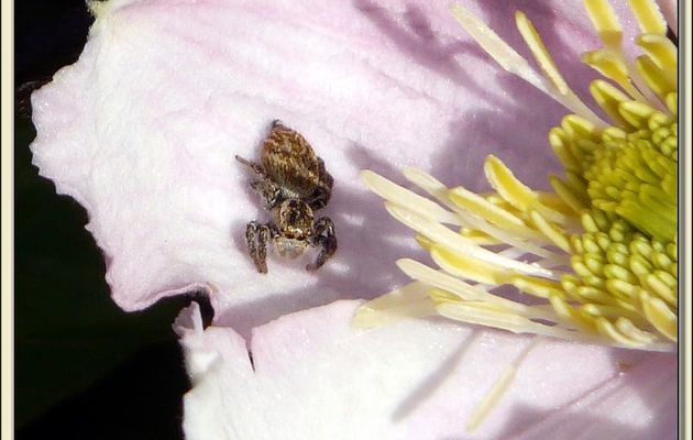 Faune des Pyrénées (Images de mon ancien blog, année 2009)