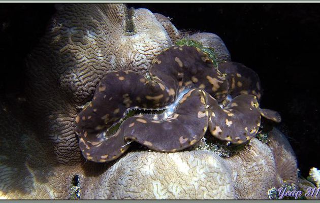 Bénitier commun (Tridacna maxima) - Athuruga - Atoll d'Ari - Maldives