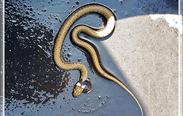 Couleuvre à collier juvénile (Natrix natrix helvetica) - Lartigau - Milhas - 31