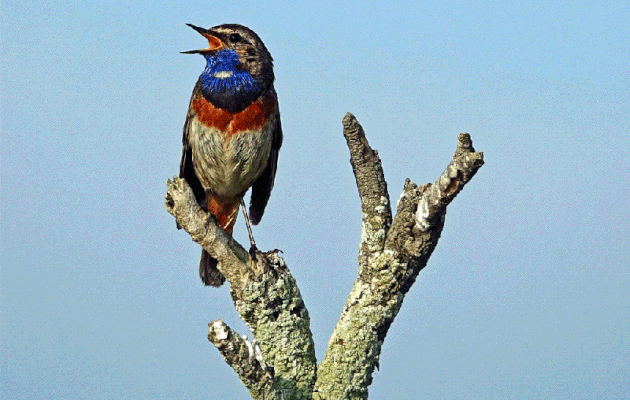 Gorge-bleue à miroir, Bluethroat (Luscinia svecica) - Ars-en-Ré - Ile de Ré - 17