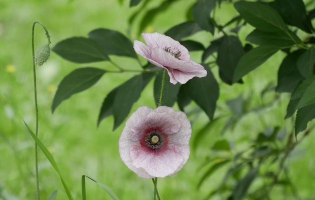 Les pavots