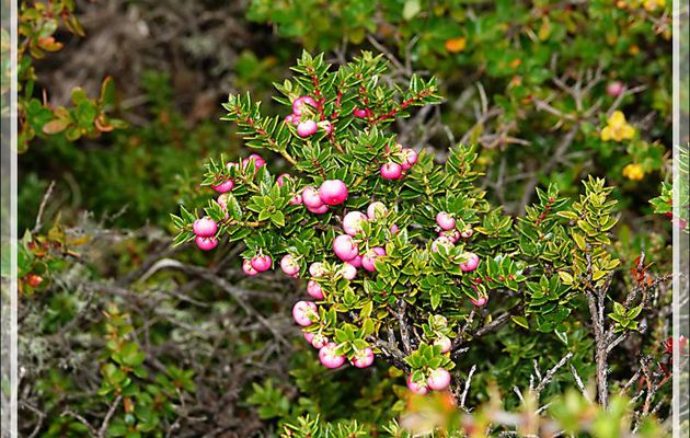Gaulthérie mucronée, Chaura (Gaultheria mucronata) - Lac Acigami - Lapataia - Terre de Feu - Argentine
