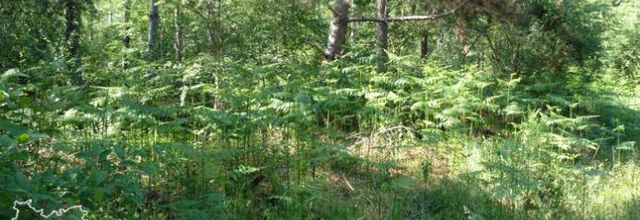 Pteridium aquilinum  -  fougère aigle