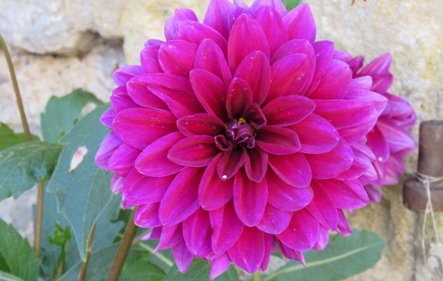 fleurs vues en vacances