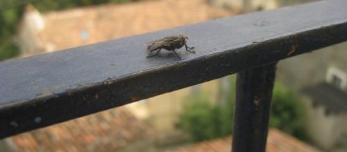 la mouche