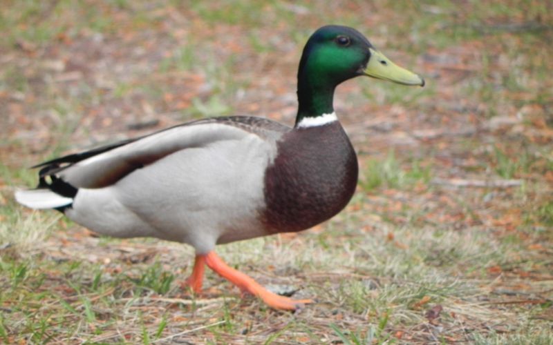 mes canards du jour !