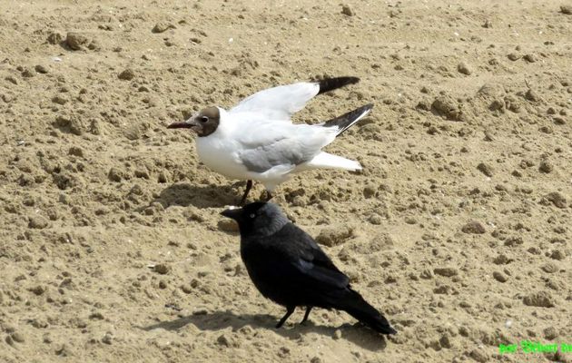 Oiseaux à Volendam 