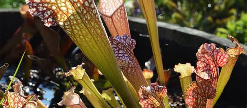 Euphorbia, sarracenia et compagnie.
