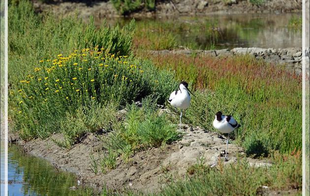Avocette élégante, Pied Avocet (Recurvirostra avosetta) - Ars-en-Ré - Île de Ré - 17
