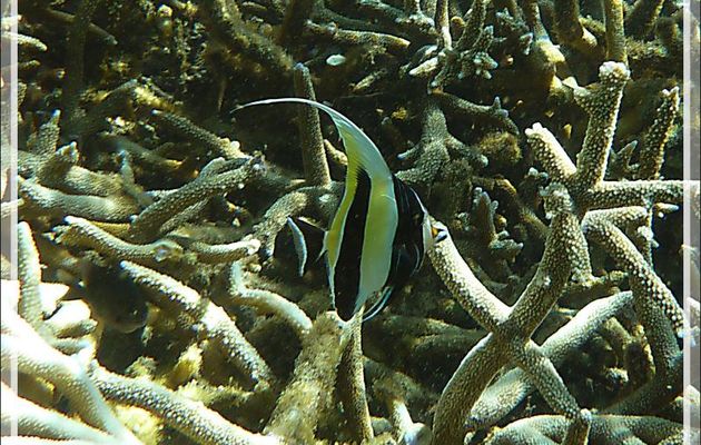 Snorkeling à Grande Mitsio : Idole des Maures, Pavillon cocher, Zancle cornu, Moorish Idol (Zanclus cornutus) - Madagascar