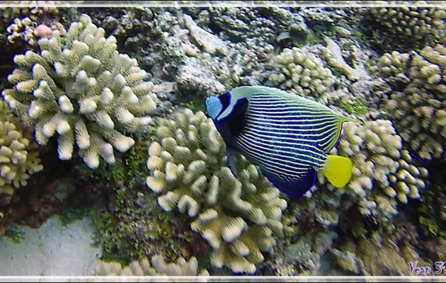 Poisson-ange empereur, Emperor angelfish (Pomacanthus imperator) - Tumakohua (passe sud) - Atoll de Fakarava - Tuamotu - Polynésie française