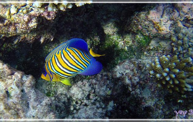 Poisson-ange royal ou Holacanthe duc, Royal angelfish (Pygoplites diacanthus) - Snorkeling à Thudufushi - Atoll d'Ari - Maldives